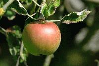 Picture for song 'The bassmaster of Tipperary' by artist 'Grass Grows Greener'