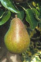 Picture for song 'the noncoherent reconstruction of divinity(DR mix)' by artist 'Grass Grows Greener'