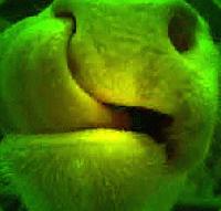 Picture for song 'Mad cow' by artist 'Griffoz'