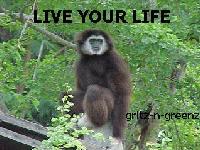Picture for song 'YOU CAN ONLY LIVE YOUR LIFE' by artist 'Gritz-n-Greenz'
