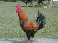 Picture for song 'The Chicken' by artist 'Groovy Potato'