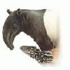 Picture for song 'Attack of the Tapirboy' by artist 'guanoman'