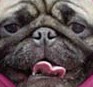 Picture for song 'Pigdog' by artist 'guanoman'