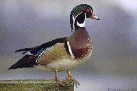 Picture for song 'Subliminal Criminal' by artist 'Guru Rug'