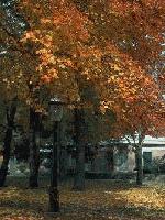 Picture for song 'The Last Day of Summer (Autumn Mix)' by artist 'gushing'