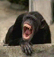 Picture for song 'chimp brain groupthink' by artist 'Handsome Monkey King'