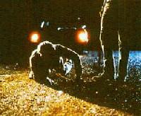 Picture for song 'Down Here' by artist 'Handsome Monkey King'