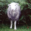 Picture for song 'Melancholic Sheep' by artist 'Hans Fuhrmann'
