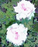 Picture for song 'A Rose from Toad' by artist 'Harley'