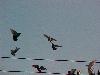 Picture for song 'The Flight of the Birds O vôo dos Pássaros' by artist 'HAS band'