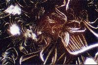 Picture for song 'unfiltered' by artist 'Haze 0'