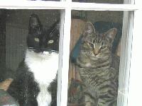 Picture for song 'After Dinners Mint' by artist 'Haz Flavorz'