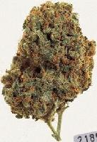 Picture for song 'Swanger' by artist 'Hella Fire Productions'