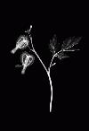 Picture for song 'The Misanthrope' by artist 'Her Rotting Ways'