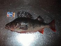 Picture for song 'gui3' by artist 'HexOniK'