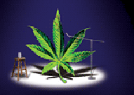 Picture for song 'Gettin High' by artist 'High Hopes Records'