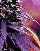 Picture for song 'Too Cold (Lyrical THC)' by artist 'High Hopes Records'