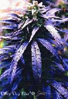 Picture for song 'Too Cold (Lyrical THC) - Slowed' by artist 'High Hopes Records'