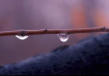 Picture for song 'Humming Under Raindrops' by artist 'Hiphopapotamus'