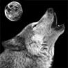 Picture for song 'Written&Composed by Jesse Stray' by artist 'HOLE SHOT'