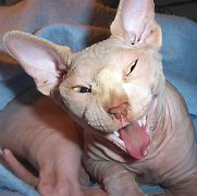 Picture for song 'Cat Fight' by artist 'HomeGrownFluidity'