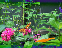 Picture for song 'Lazy Afternooner' by artist 'HomeGrownFluidity'