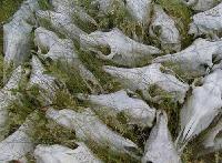 Picture for song 'Negative Energy' by artist 'Horses and Bones'