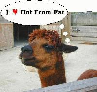 Picture for song 'The Funky Song' by artist 'Hot From Far'