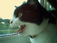 Picture for song 'Huffer Samba' by artist 'Huffer'