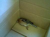 Picture for song 'Putting the tree in country' by artist 'Huffer'