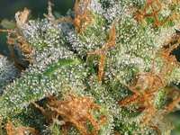 Picture for song '21.DIFFERENCE' by artist 'HUGO POSH'