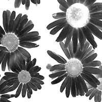 Picture for song 'come on softly' by artist 'huma'