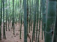Picture for song 'BAMBOO FORREST' by artist 'ICE GRILLZ'