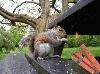 Picture for song 'Flying squirrel' by artist 'Idonotlikebroccoli'