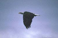 Picture for song 'Soaring' by artist 'IHMS'