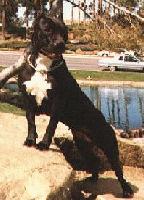 Picture for song 'B'Cuz Of We' by artist 'Ill Spittin All Starz'