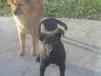 Picture for song 'Till' We D.I.E' by artist 'Ill Spittin All Starz'