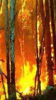 Picture for song 'Into The Fire' by artist 'In Memory Of Z'