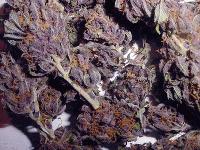 Picture for song 'Marijuana Get Me BLaZeD!' by artist 'Internal Mental Crystalline Being'