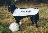 Picture for song 'Longstockinz' by artist 'Intricate Plots'