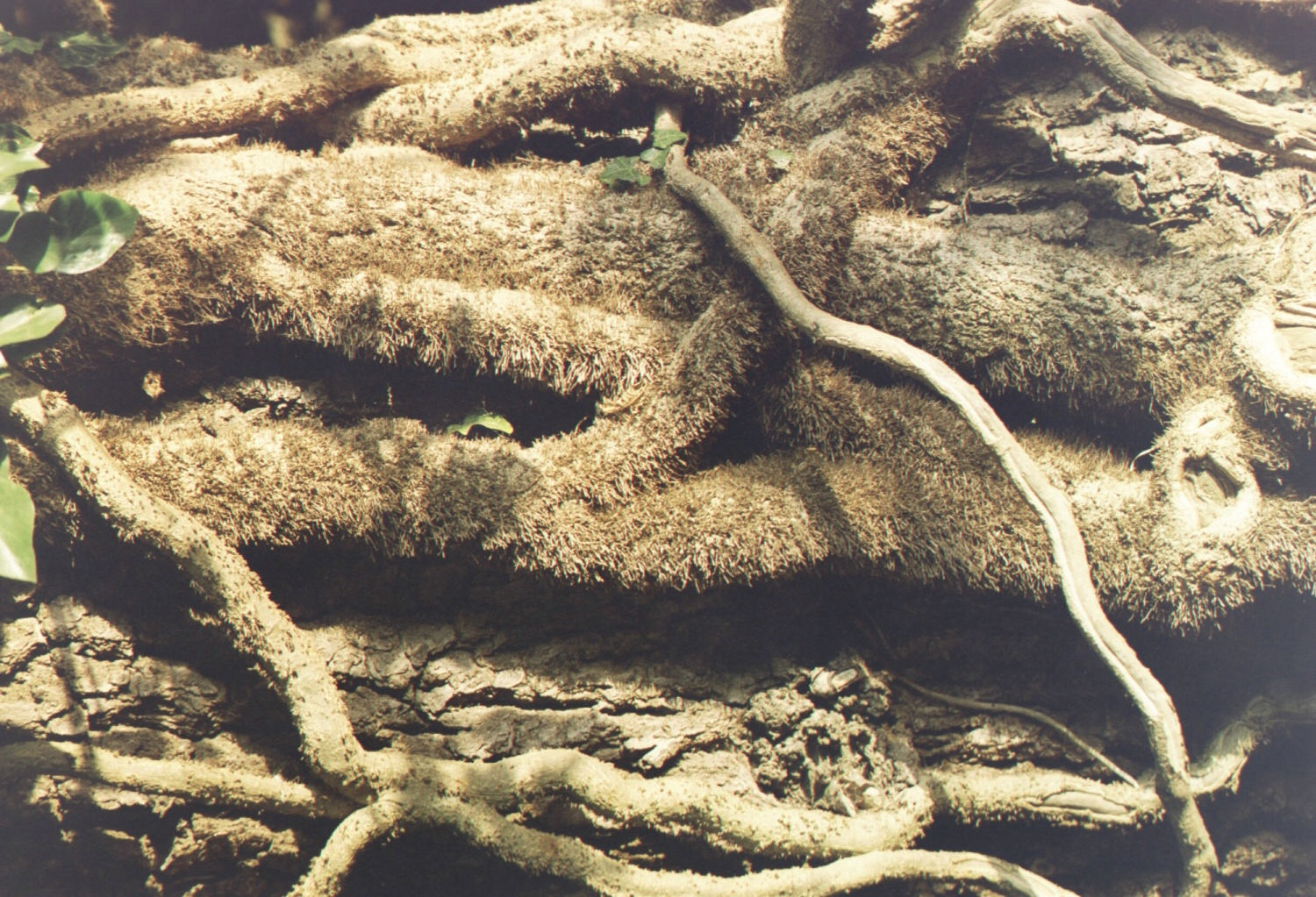 Picture for song 'swamp thing' by artist 'ippikrak'