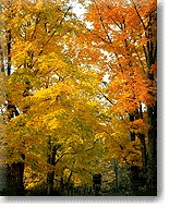 Picture for song 'Autumn In New York' by artist 'Ismael Strom'