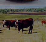 Picture for song 'Bumpkin Steps' by artist 'Ismael Strom'