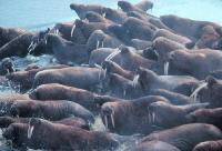 Picture for song 'Middle-Aged Well-Adjusted Out-of-Shape Walruses' by artist 'Ismael Strom'