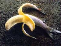 Picture for song 'DARK HORSE Part II (Dark As Midnight) preview' by artist 'ITCHYFINGAZZZ'