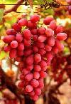 Picture for song 'Thru the vines *New*' by artist 'jamesonxEROS'