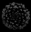 Picture for song 'Black Dahlia' by artist 'James Tipper'