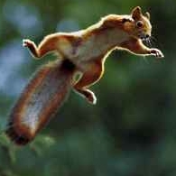 Picture for song 'Squirrel Song' by artist 'Jamie S'