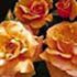 Picture for song 'Crush The Roses' by artist 'Jason Thompson'