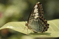 Picture for song 'Butterfly' by artist 'Jaz Cee'
